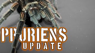 Thrixopelma pruriens Update tarantula tarantulas spiders inverts [upl. by Brinn]