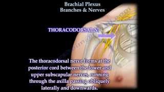 Brachial Plexus Branches amp Nerves  Everything You Need To Know  Dr Nabil Ebraheim [upl. by Nuj305]