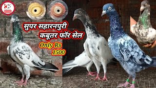 सुपर सहारनपुरी Kabootar फोर सेल Best Breeds of Saharanpuri Pigeons For Sale KkabutarGroup [upl. by Farand]