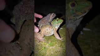 Catch the cute funny frog  Catch a frog for fun  froggy funny  Frog jump for fun [upl. by Artap12]