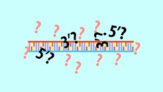 The definition to 5 end and 3 end of a DNA strand  Simple animated HD [upl. by Nesilla]