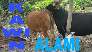 KASIH MAKAN SAPI SIMENTAL amp LIMOUSIN SUPER [upl. by Haymo755]