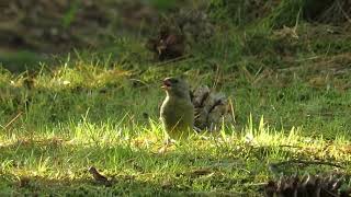 Greenfinchs foraging strategy conifer seeds [upl. by Namsaj]