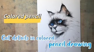 Colored Pencil Drawing Tutorial How to Draw a BlueEyed Cat  Easy Steps for Beginners  WuArt [upl. by Saunderson]