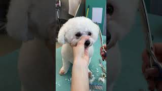 How to trim Bichon face [upl. by Roxanne]