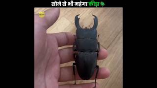 इतना महंगा कीड़ा 😧  Most Expensive Beetle  Stag Beetle  The Fact  shorts facts [upl. by Cristine50]