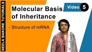 Molecular Basis of Inheritance  NEET  Structure of mRNA  Neela Bakore Tutorials [upl. by Ramsay]