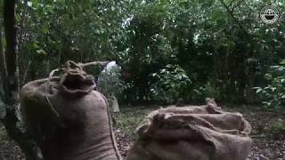 Ethiopia  The Coffee Trail  Oromia Coffee Farmers Cooperative Union [upl. by Crispas867]