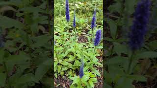 Beautiful Veronica Spicata at the garden beautiful [upl. by Alyose]