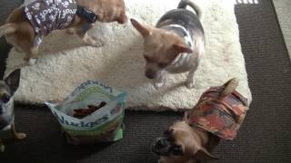 Nudges Dog Treats Review [upl. by Furlani]