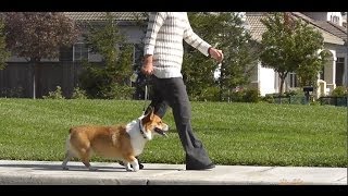 Dog Walking Tips Part 1 Techniques and Tips [upl. by Wilhide]