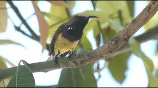 Dazzling Duo The Olivebacked Sunbirds [upl. by Lanos]