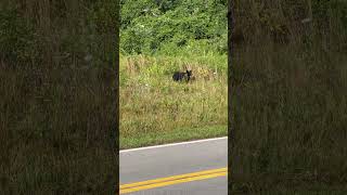 Blackbear at Devils backbone resort ￼rzr offroad westvirginia [upl. by Aisset683]