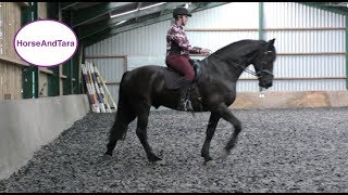 EPIC FRIESIAN CAPTURE  HORSE RIDING TALES  LETS PLAY 31 [upl. by Anha]