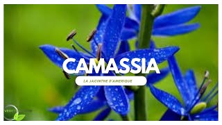 Camassia un bulbe de fin de printemps à découvrir [upl. by Berne]