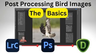 Post Processing Bird Images  The Basics with Lightroom Classic Photoshop and Topaz Denoise [upl. by Aiksas882]