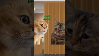 لما يقولولك اتجوز عشان تبقا سعيد لايك cat comedy [upl. by Dulcie709]