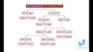 Classification of Living OrganismsFive Kingdom System protista monera fungi plant animals [upl. by Salchunas]