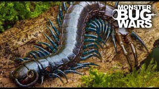 Best Centipede Showdowns  MONSTER BUG WARS [upl. by Ihsakat]