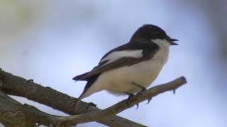 Pied Flycatcher in Song [upl. by Hellah]