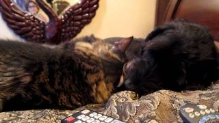 Our Labradoodle and maine coon cat enjoying a licking lovefest [upl. by Dynah701]