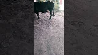 Mastitis treatment of cow [upl. by Hsital]