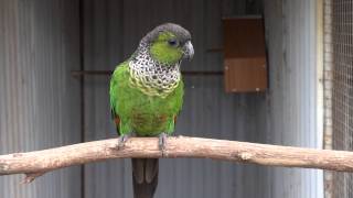 Blackcapped Conure  BirdSpyAus [upl. by Akkina]