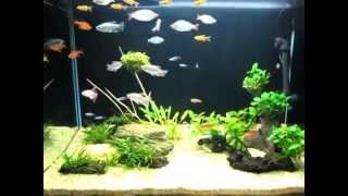 30quot Planted Tank w Cardinal Rainbow Congo Serpae Silvertip Rummynose Cherry Siam Ruby [upl. by Kutzenco720]