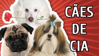 15 RAÇAS DE CÃES DE COMPANHIA [upl. by Oxley750]