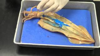 Squid dissection [upl. by Leviram]