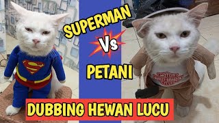 KUMPULAN VIDEO KUCING LUCU BIKIN NGAKAK [upl. by Schwinn230]