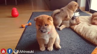 My life is potato Ep 07  Shiba Inu puppies [upl. by Damahom373]