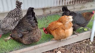 funweekend with chickens They are enjoying their grazing box ❤️ [upl. by Kristyn372]