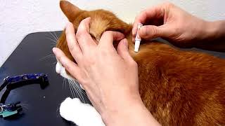 How to administer a SpotOn Flea Treatment to your cat [upl. by Rosie]