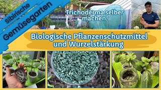 Trichoderma selber machen und damit die Pflanzen stärken und schützen [upl. by Addison]