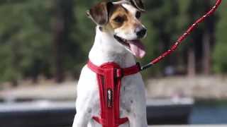 UpFront DRing Attachment  Turn your Dog Harness into a Front Attaching Training Harness [upl. by Lexy]