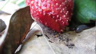 Roly Pollies eating my strawberries [upl. by Zonnya660]