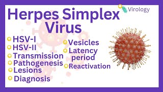 Herpes Simplex VirusTypesIII transmission pathogenesis lesionslaboratory diagnosis virology [upl. by Mroz]