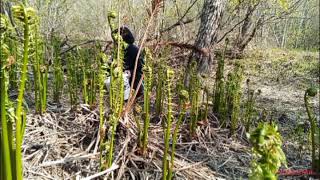 Harvesting Pako or Fiddlehead [upl. by Herzig]