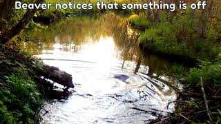 Timelapse of a beaver building a dam [upl. by Aehsila]