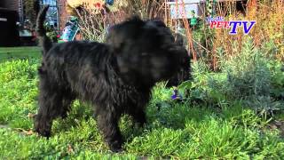 Affenpinscher Informationen zur Rasse [upl. by Arual179]