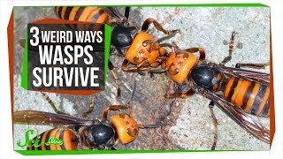 3 Wasps That Will Do Anything to Survive [upl. by Pauli]