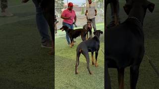 Doberman Gang doberman dog shorts [upl. by Infield]