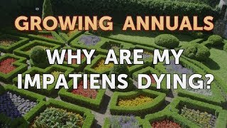 Why Are My Impatiens Dying [upl. by Fleur]