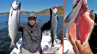 Fishing for Salmon SOLO in Pacific Ocean BRIGHT PINK MEAT [upl. by Kabob246]