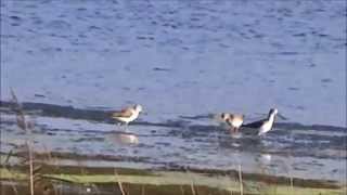 Greenshanks flying  Groenpootruiters vliegen Tringa Nebularia [upl. by Eibbed]