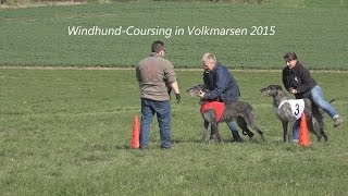 Windhundrennen Windhund Coursing in Volkmarsen am 1242015 von tubehorst1 [upl. by Aeslek254]