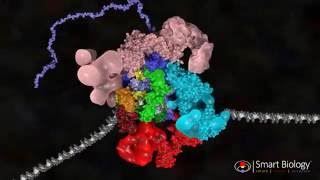 Transcription in Eukaryotes  PreInitiation Complex [upl. by Bhayani]