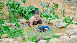 Release fish and complete my aquarium Plant lots of trees on the edge of the pond to keep it cool [upl. by Nois673]