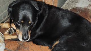 Lazy Habit  Rottweiler Dog Life [upl. by Htrag]